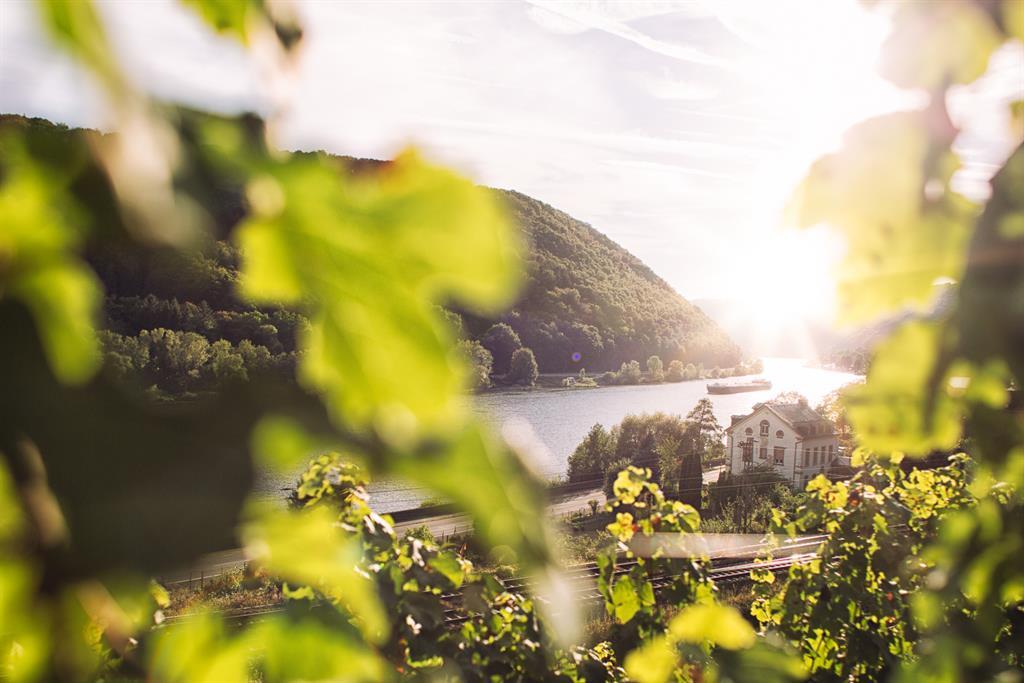 Foto: Wein und Mosel