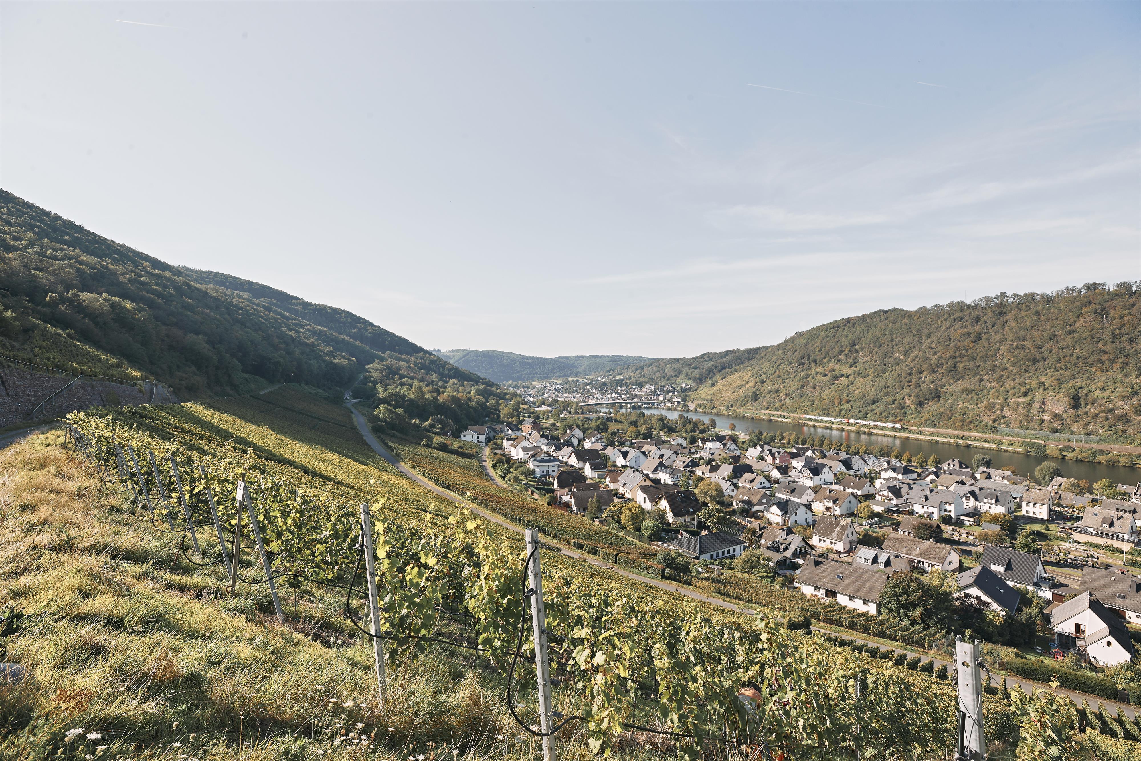 Foto: Weinberge