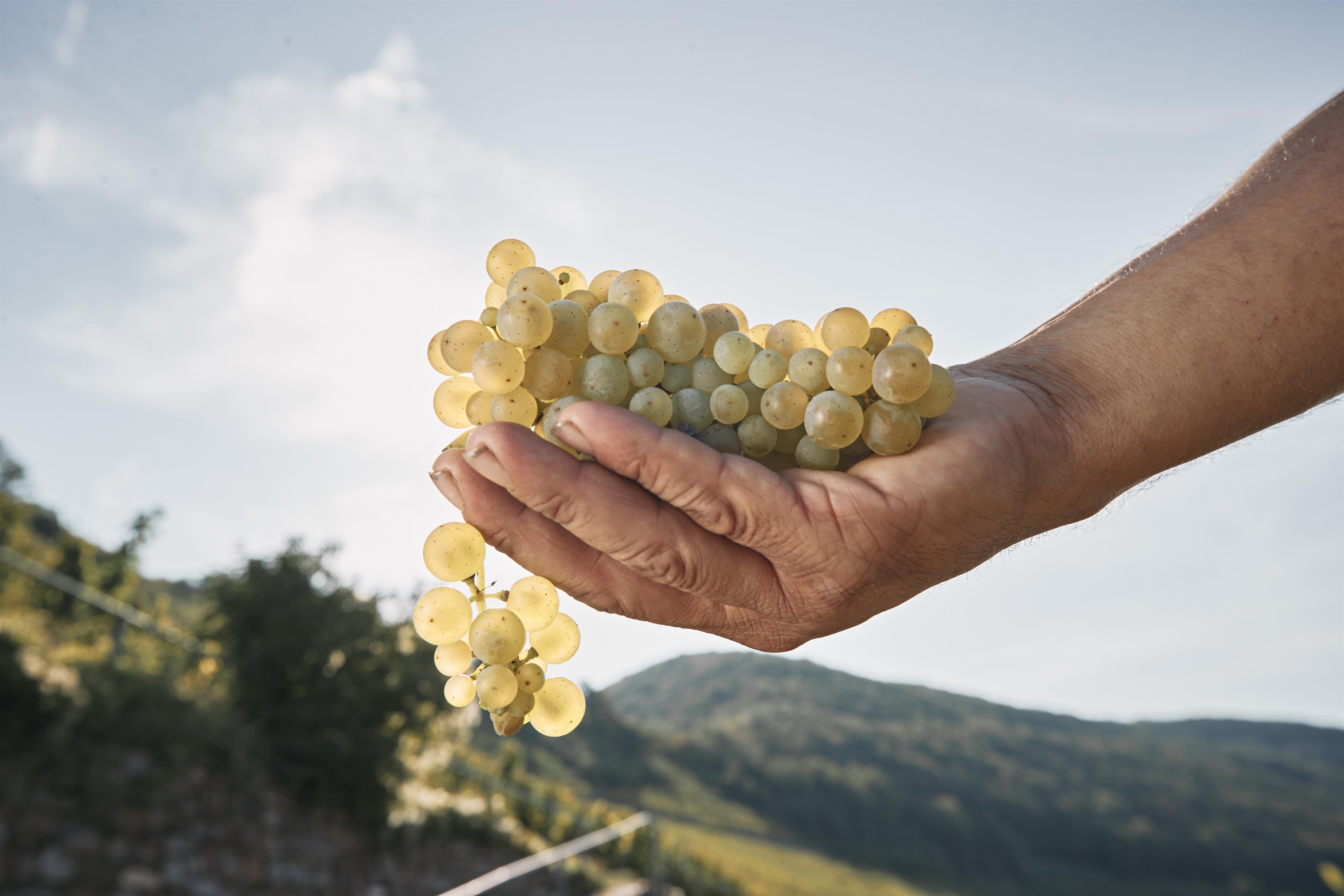 Foto: Weingut Löhr_1