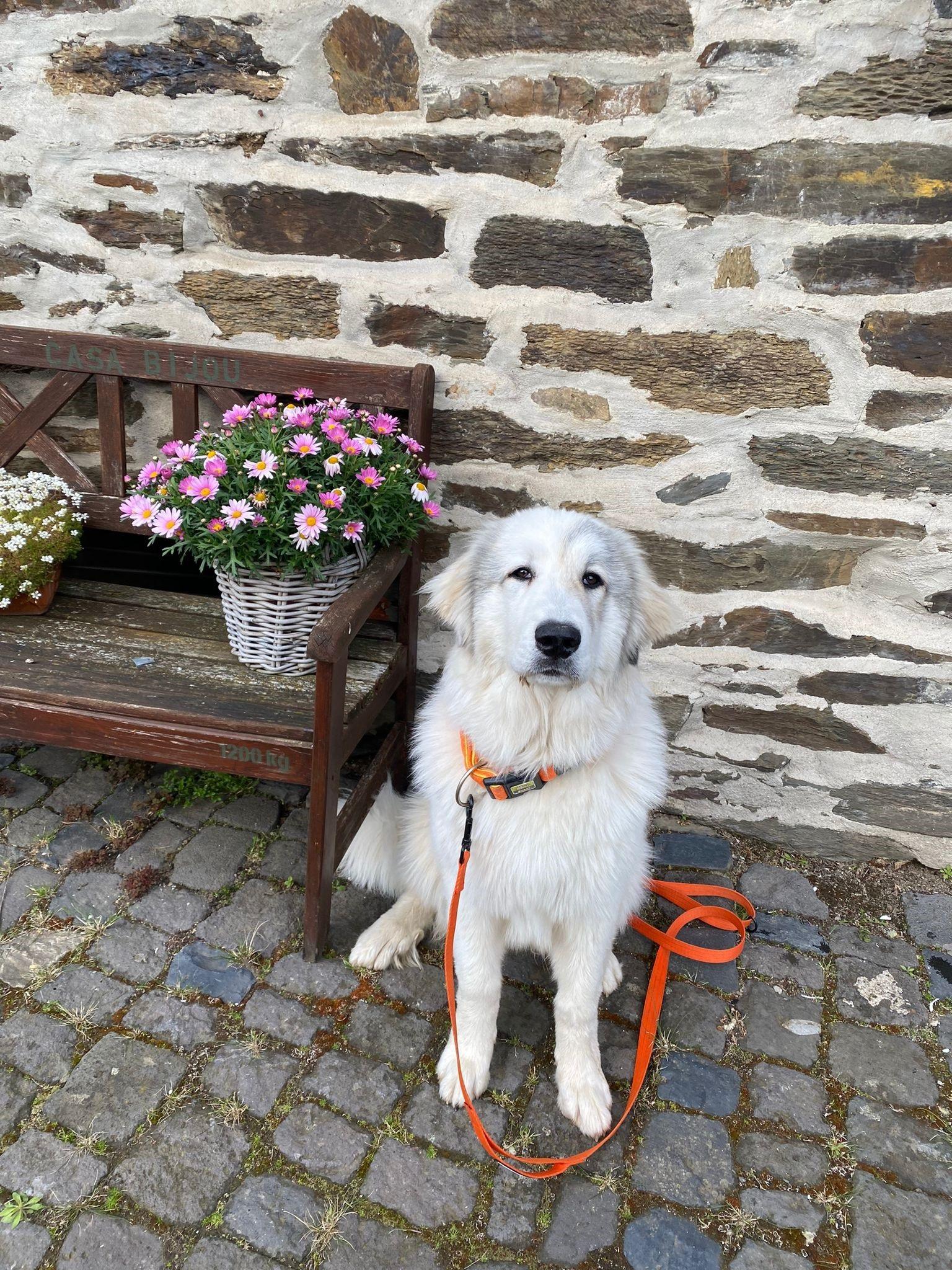 Foto: Hund auf dem Hof.