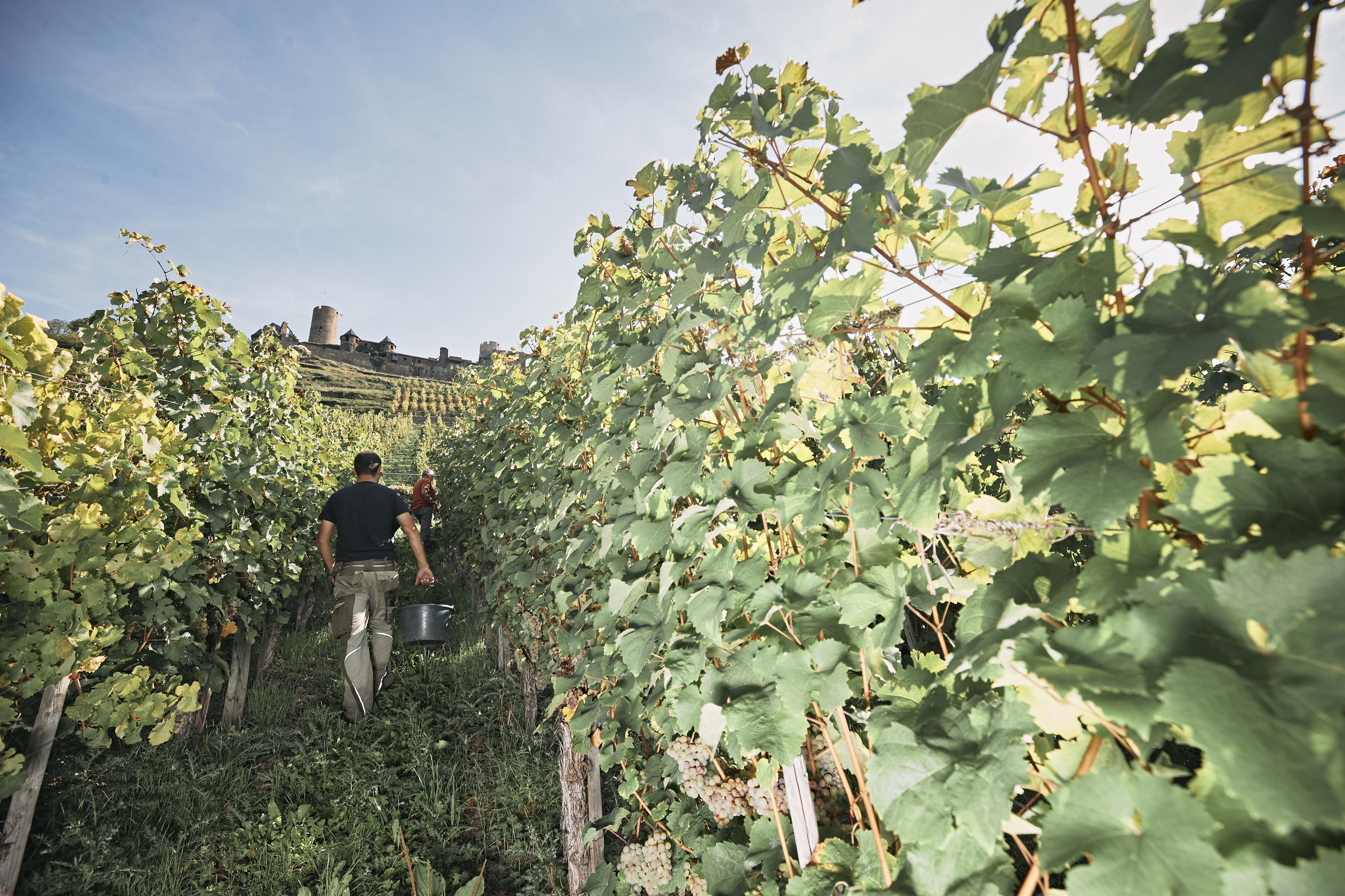 Foto: Weingut Löhr